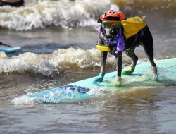 Dog surfing event packs crowds onto Galveston beach Dog surfing event packs crowds onto Galveston beach