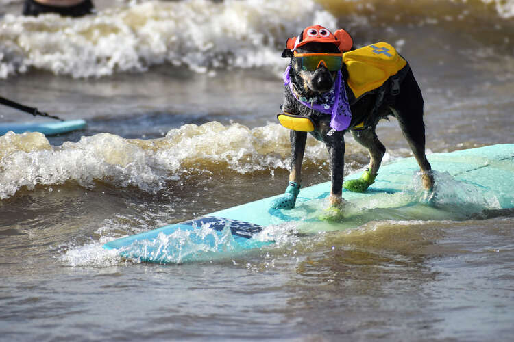 Dog surfing event packs crowds onto Galveston beach