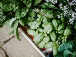 Summer Garden Simmer Pot You Can Make Summer Garden Simmer Pot You Can Make