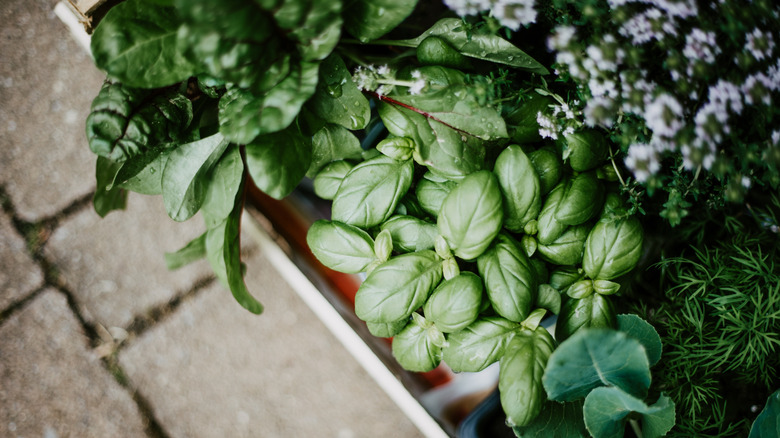 Summer Garden Simmer Pot You Can Make