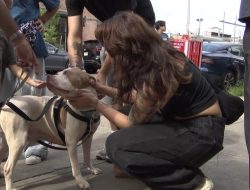 Animal Care Centers of NYC Halt Pet Surrenders Amid Record Crowding Animal Care Centers of NYC Halt Pet Surrenders Amid Record Crowding