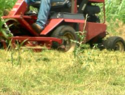 Wichita Falls Seeks Mowing Services as Grass Spreads Rapidly Wichita Falls Seeks Mowing Services as Grass Spreads Rapidly