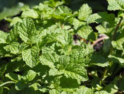 Does Mint Return to Your Garden Each Year? Does Mint Return to Your Garden Each Year?