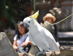 Cockatoo’s Loud Barks Demand a ‘Beware of Dog’ Sign Cockatoo’s Loud Barks Demand a ‘Beware of Dog’ Sign