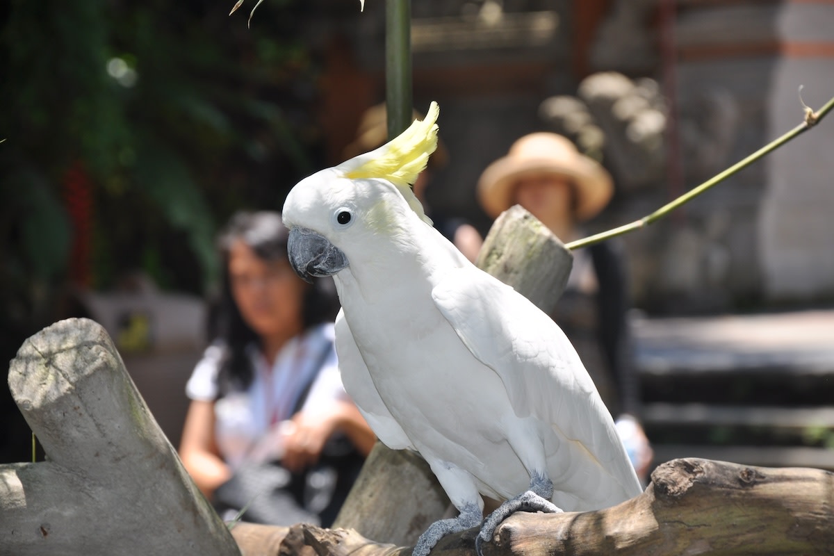 Cockatoo’s Loud Barks Demand a ‘Beware of Dog’ Sign