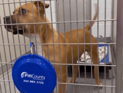 Pitt County Shelter Leaders Discuss Summer Animal Intake Trends