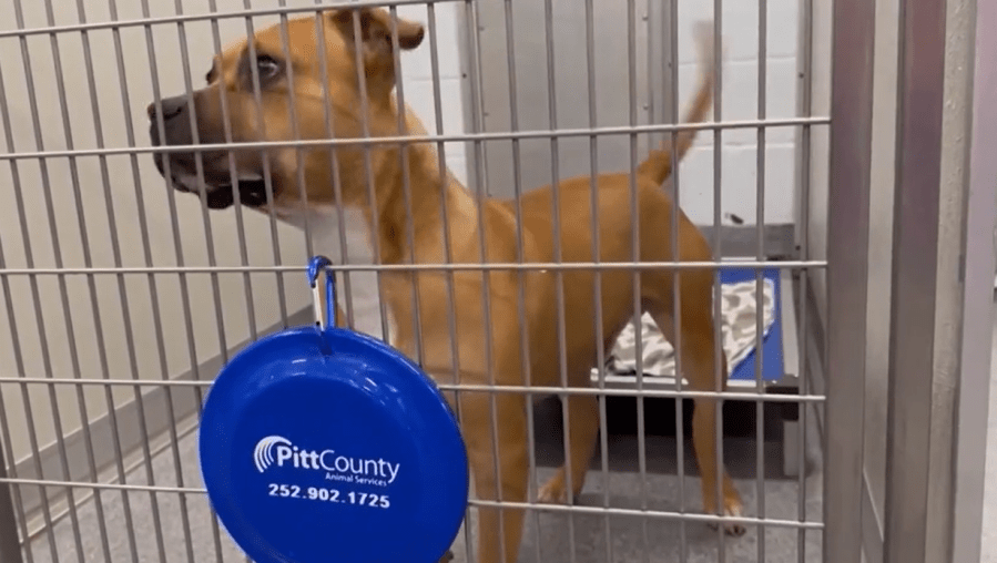 Pitt County Shelter Leaders Discuss Summer Animal Intake Trends