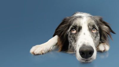 Dogs Sniff Out Parkinson’s Years Before Symptoms Appear: Study