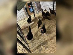 Over 230 Birds Seized in Ohio Cockfighting Bust