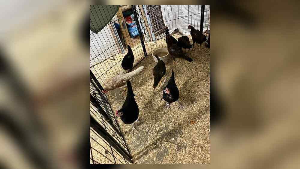 Over 230 Birds Seized in Ohio Cockfighting Bust