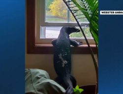Lizard missing in Webster: still at large