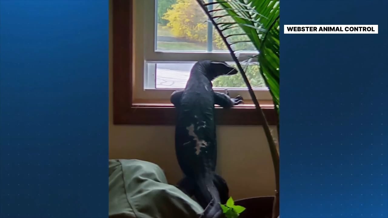 Lizard missing in Webster: still at large