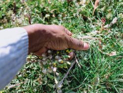 If Yard Weeds Persist, Check Your Bird Feeder If Yard Weeds Persist, Check Your Bird Feeder