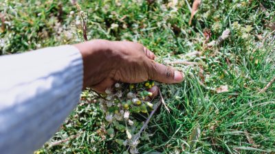 If Yard Weeds Persist, Check Your Bird Feeder