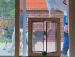 New dog door trial ends in epic fail and lots of laughter