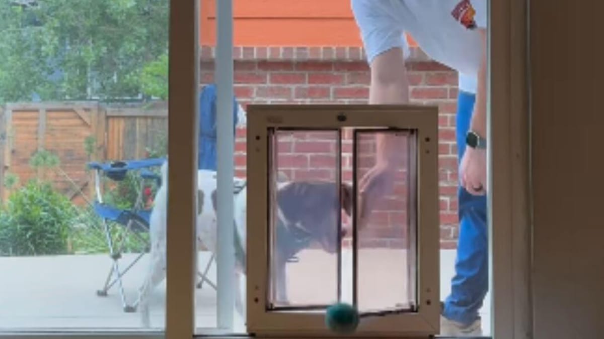 New dog door trial ends in epic fail and lots of laughter
