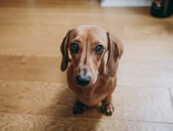 Dachshund Begs for Ramen Like It’s Last Meal — We Can’t Stop Laughing