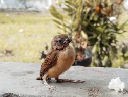 How to Eliminate Bird Poop Stains on Your Outdoor Rug How to Eliminate Bird Poop Stains on Your Outdoor Rug