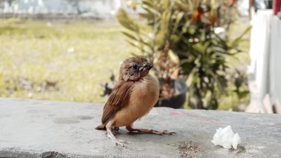 How to Eliminate Bird Poop Stains on Your Outdoor Rug