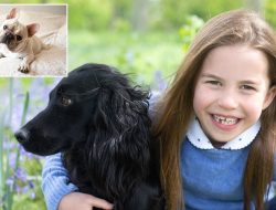 Spaniels Overtake ‘Unhealthy’ French Bulldogs as UK’s Top Dog Breed Spaniels Overtake ‘Unhealthy’ French Bulldogs as UK’s Top Dog Breed