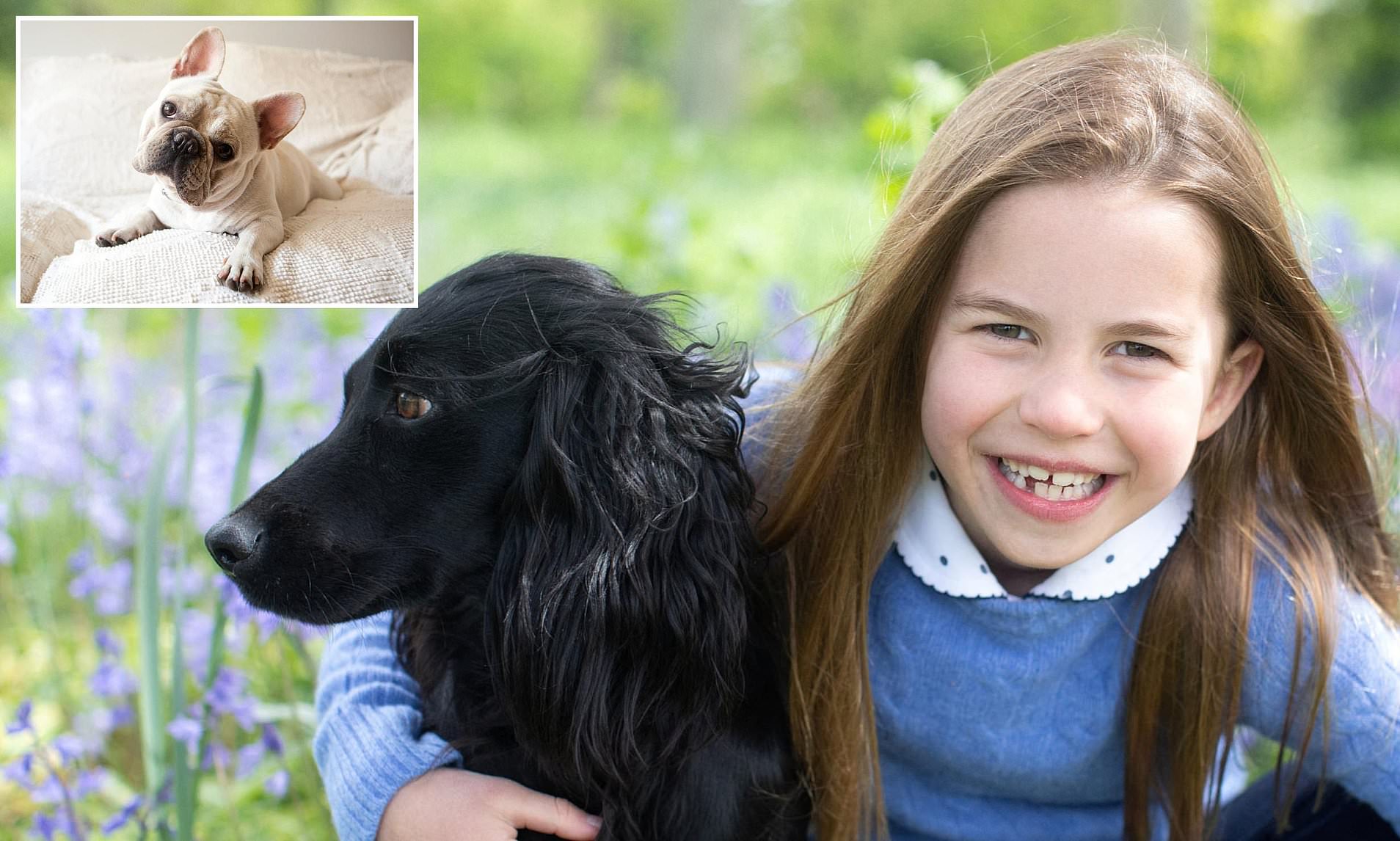 Spaniels Overtake ‘Unhealthy’ French Bulldogs as UK’s Top Dog Breed