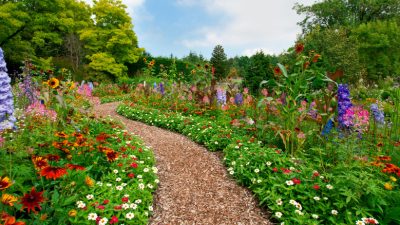 What to Know Before Using Pine Bark Mulch in Your Garden
