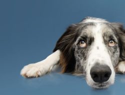 Dogs Sniff Out Parkinson’s Years Before Symptoms Appear: Study Dogs Sniff Out Parkinson’s Years Before Symptoms Appear: Study