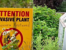 Are You in a Japanese Knotweed Zone? Spot and Eliminate It Easily