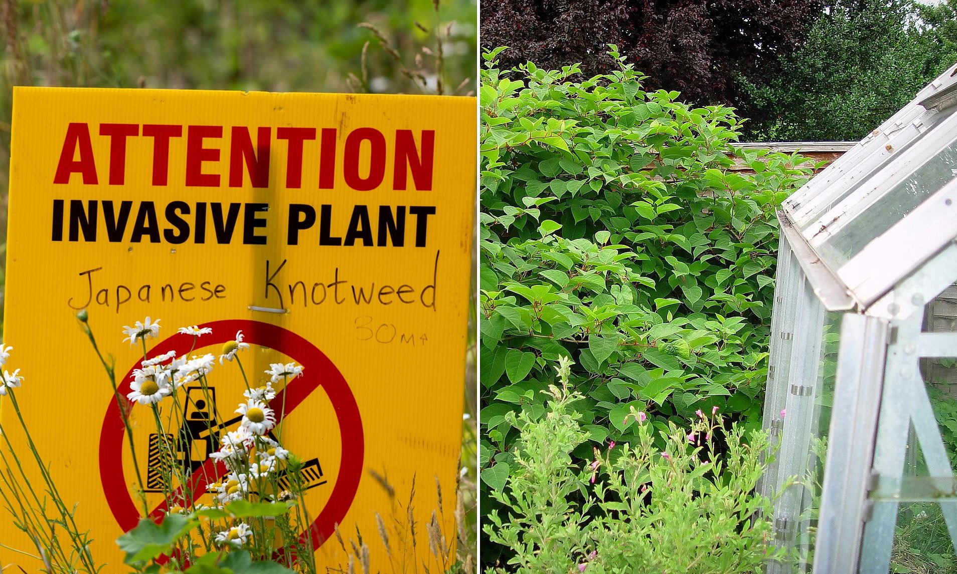 Are You in a Japanese Knotweed Zone? Spot and Eliminate It Easily
