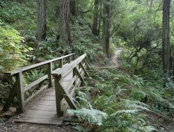 Popular Mount Tam Trail Suddenly Closed Over Unsafe Conditions Popular Mount Tam Trail Suddenly Closed Over Unsafe Conditions