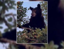 Bear Sighted in Colbert and Lawrence Counties Bear Sighted in Colbert and Lawrence Counties