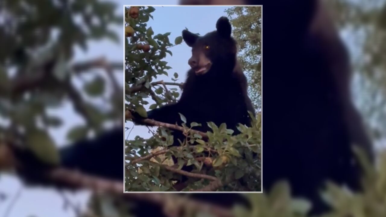 Bear Sighted in Colbert and Lawrence Counties