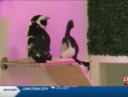 Topeka Cat Café Makes a Purr-fect Debut