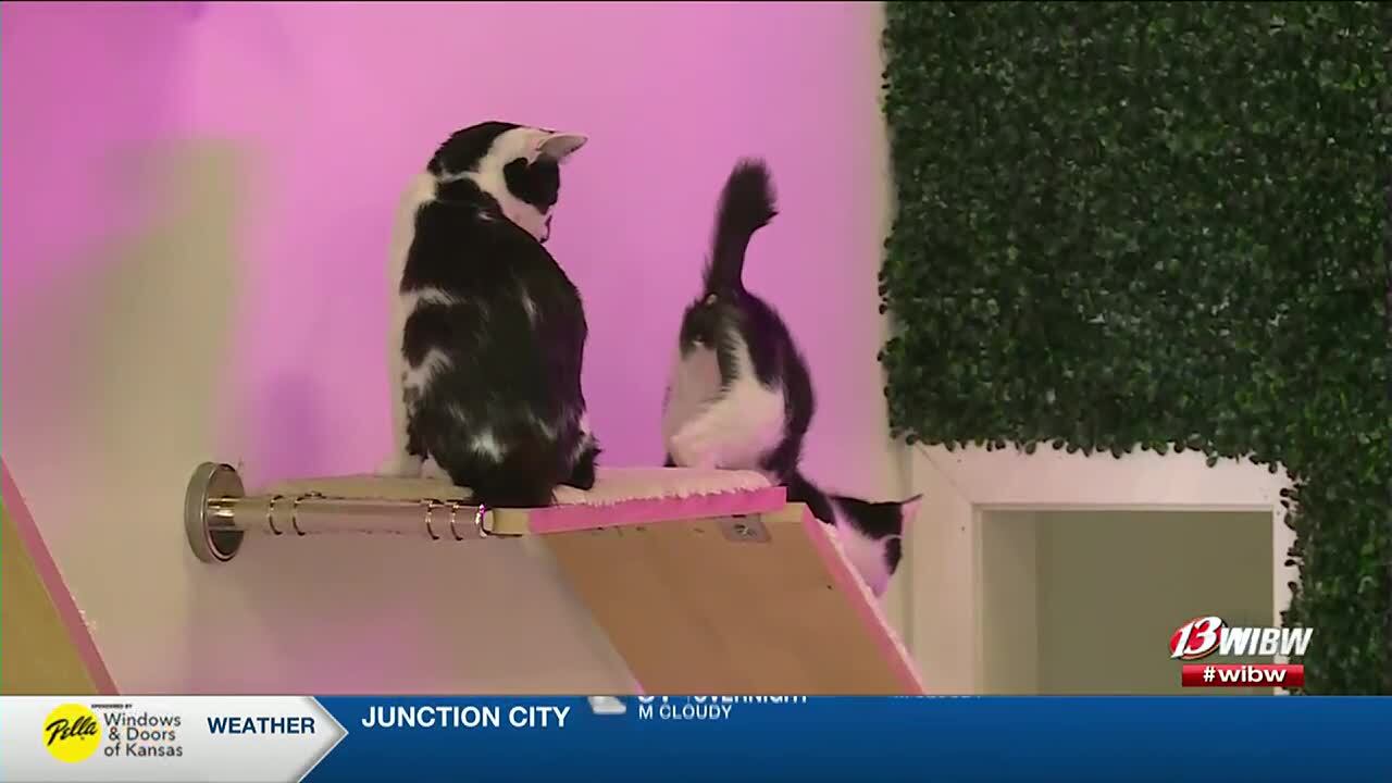 Topeka Cat Café Makes a Purr-fect Debut