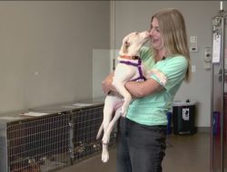 MN groups rescue dozens of dogs and cats from death