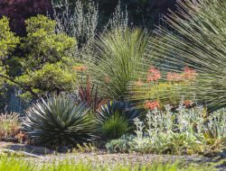 Vibrant Ground Cover: Easy to Grow and Drought-Resistant Vibrant Ground Cover: Easy to Grow and Drought-Resistant
