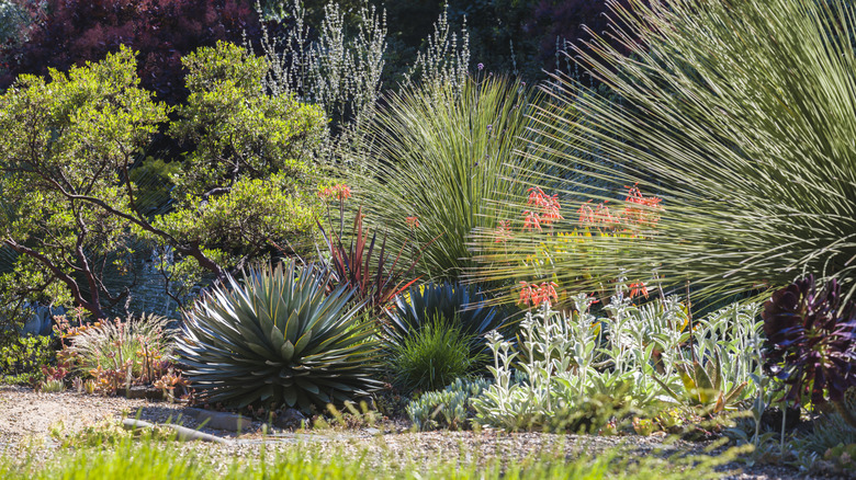 Vibrant Ground Cover: Easy to Grow and Drought-Resistant
