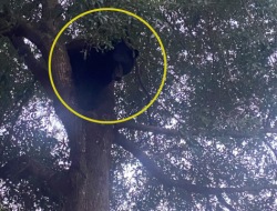 Couple Claims Dog Spooked Bear Into Tree Couple Claims Dog Spooked Bear Into Tree
