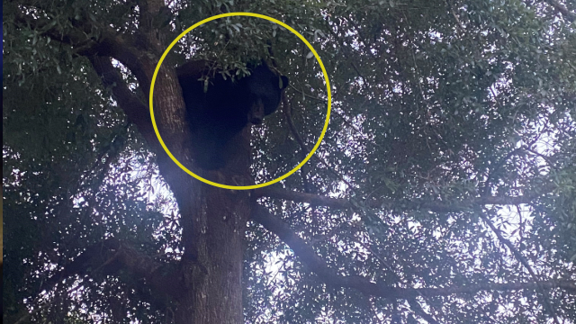 Couple Claims Dog Spooked Bear Into Tree