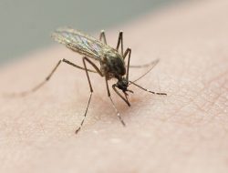 Tired of Mosquitoes? Unusual Solution for Your Yard Tired of Mosquitoes? Unusual Solution for Your Yard
