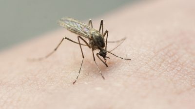 Tired of Mosquitoes? Unusual Solution for Your Yard