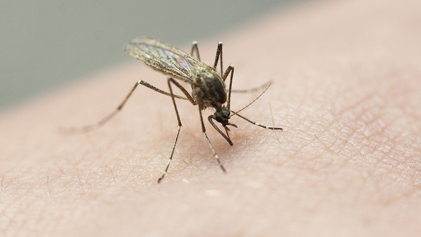 Tired of Mosquitoes? Unusual Solution for Your Yard