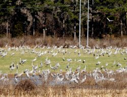 Gators, Bobcats, and Bears: Wildlife Booms in Fast-Growing Huntsville Gators, Bobcats, and Bears: Wildlife Booms in Fast-Growing Huntsville