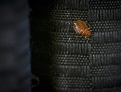 Bed Bugs: Essential Facts and Effective Treatments