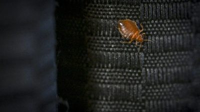 Bed Bugs: Essential Facts and Effective Treatments