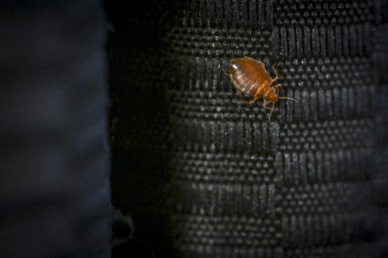 Bed Bugs: Essential Facts and Effective Treatments