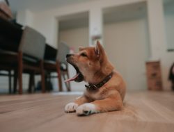 The Hidden Signal Your Dog Needs Mental Exercise, Says Expert The Hidden Signal Your Dog Needs Mental Exercise, Says Expert