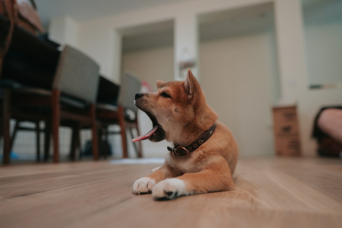 The Hidden Signal Your Dog Needs Mental Exercise, Says Expert