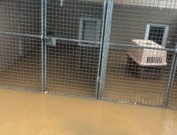 Flood Sparks Chaos for Animal Charity