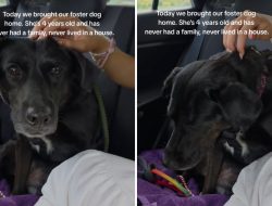 Shelter Dog, 4, Embarks on First Journey to Forever Home Shelter Dog, 4, Embarks on First Journey to Forever Home